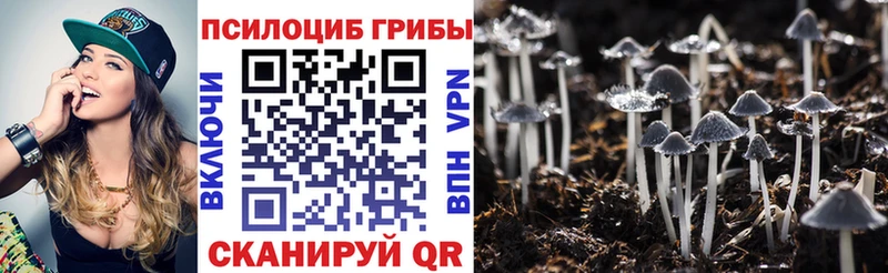 Купить где  Лодейное Поле  Галлюциногенные грибы Cubensis 